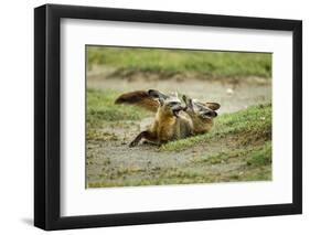 Bat Eared Foxes-null-Framed Photographic Print