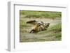 Bat Eared Foxes-null-Framed Photographic Print