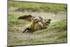 Bat Eared Foxes-null-Mounted Photographic Print