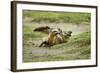 Bat Eared Foxes-null-Framed Photographic Print