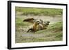 Bat Eared Foxes-null-Framed Photographic Print