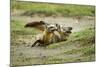 Bat Eared Foxes-null-Mounted Photographic Print