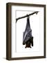 Bat, Hanging Lyle's Flying Fox Isolated on White Background, Pteropus Lylei-BOONCHUAY PROMJIAM-Framed Photographic Print