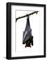 Bat, Hanging Lyle's Flying Fox Isolated on White Background, Pteropus Lylei-BOONCHUAY PROMJIAM-Framed Photographic Print