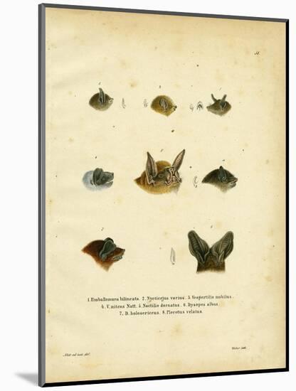 Bat Heads-null-Mounted Giclee Print