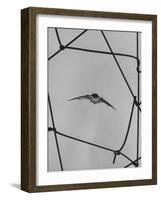 Bat in Flight-Gjon Mili-Framed Photographic Print