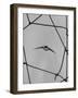 Bat in Flight-Gjon Mili-Framed Photographic Print