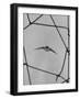 Bat in Flight-Gjon Mili-Framed Photographic Print