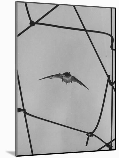 Bat in Flight-Gjon Mili-Mounted Photographic Print