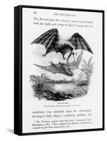 Bat-Lizards-null-Framed Stretched Canvas