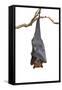 Bat,Lyle's Flying Fox (Pteropus Lylei),Isolated on White Background, with Clipping Path-Worraket-Framed Stretched Canvas