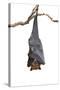 Bat,Lyle's Flying Fox (Pteropus Lylei),Isolated on White Background, with Clipping Path-Worraket-Stretched Canvas