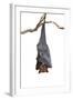 Bat,Lyle's Flying Fox (Pteropus Lylei),Isolated on White Background, with Clipping Path-Worraket-Framed Photographic Print