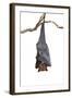 Bat,Lyle's Flying Fox (Pteropus Lylei),Isolated on White Background, with Clipping Path-Worraket-Framed Photographic Print