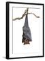 Bat,Lyle's Flying Fox (Pteropus Lylei),Isolated on White Background, with Clipping Path-Worraket-Framed Photographic Print