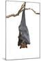Bat,Lyle's Flying Fox (Pteropus Lylei),Isolated on White Background, with Clipping Path-Worraket-Mounted Photographic Print