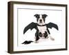 Bat Puppy Boston Terrier-cynoclub-Framed Photographic Print