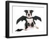 Bat Puppy Boston Terrier-cynoclub-Framed Photographic Print