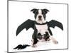 Bat Puppy Boston Terrier-cynoclub-Mounted Photographic Print