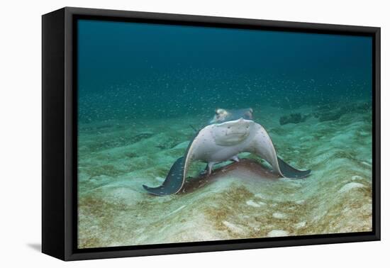 Bat Ray (Myliobatis Californica)-Reinhard Dirscherl-Framed Stretched Canvas