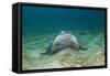 Bat Ray (Myliobatis Californica)-Reinhard Dirscherl-Framed Stretched Canvas