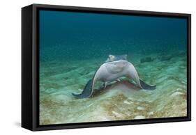 Bat Ray (Myliobatis Californica)-Reinhard Dirscherl-Framed Stretched Canvas