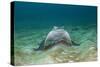 Bat Ray (Myliobatis Californica)-Reinhard Dirscherl-Stretched Canvas