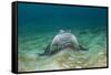 Bat Ray (Myliobatis Californica)-Reinhard Dirscherl-Framed Stretched Canvas