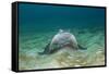 Bat Ray (Myliobatis Californica)-Reinhard Dirscherl-Framed Stretched Canvas