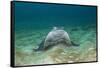 Bat Ray (Myliobatis Californica)-Reinhard Dirscherl-Framed Stretched Canvas