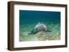 Bat Ray (Myliobatis Californica)-Reinhard Dirscherl-Framed Photographic Print