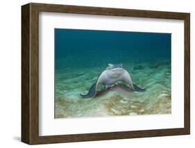 Bat Ray (Myliobatis Californica)-Reinhard Dirscherl-Framed Photographic Print