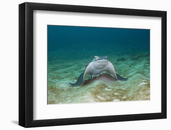 Bat Ray (Myliobatis Californica)-Reinhard Dirscherl-Framed Photographic Print