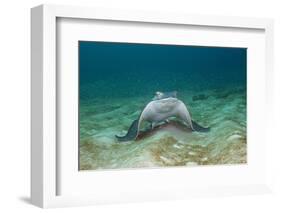 Bat Ray (Myliobatis Californica)-Reinhard Dirscherl-Framed Photographic Print