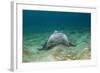 Bat Ray (Myliobatis Californica)-Reinhard Dirscherl-Framed Photographic Print