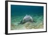 Bat Ray (Myliobatis Californica)-Reinhard Dirscherl-Framed Photographic Print