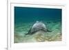 Bat Ray (Myliobatis Californica)-Reinhard Dirscherl-Framed Photographic Print