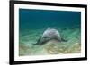 Bat Ray (Myliobatis Californica)-Reinhard Dirscherl-Framed Photographic Print