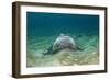 Bat Ray (Myliobatis Californica)-Reinhard Dirscherl-Framed Photographic Print