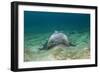 Bat Ray (Myliobatis Californica)-Reinhard Dirscherl-Framed Photographic Print