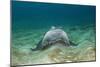 Bat Ray (Myliobatis Californica)-Reinhard Dirscherl-Mounted Photographic Print