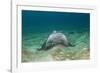 Bat Ray (Myliobatis Californica)-Reinhard Dirscherl-Framed Photographic Print