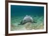 Bat Ray (Myliobatis Californica)-Reinhard Dirscherl-Framed Photographic Print