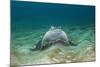 Bat Ray (Myliobatis Californica)-Reinhard Dirscherl-Mounted Photographic Print