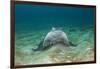 Bat Ray (Myliobatis Californica)-Reinhard Dirscherl-Framed Photographic Print