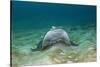 Bat Ray (Myliobatis Californica)-Reinhard Dirscherl-Stretched Canvas