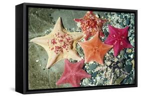 Bat Sea Star Group-null-Framed Stretched Canvas