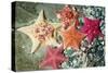 Bat Sea Star Group-null-Stretched Canvas