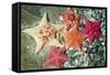 Bat Sea Star Group-null-Framed Stretched Canvas