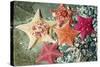 Bat Sea Star Group-null-Stretched Canvas